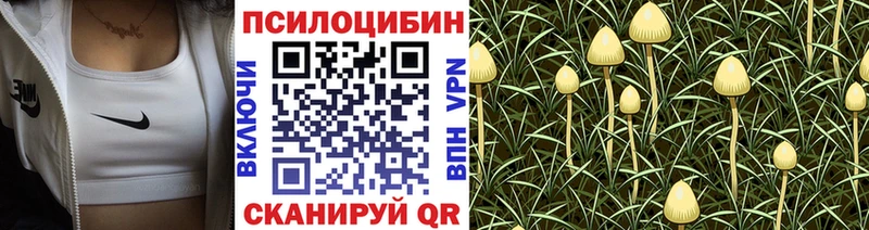 Купить закладки Жиздра Псилоцибиновые грибы ЛСД